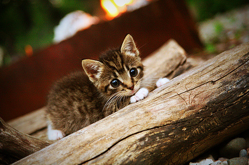 详细阅读:九游网-“5年内,机器人裁判或将全部普及——行业发展新里程碑”,机器人裁判员的要求 九游网-“5年内,机器人裁判或将全部普及——行业发展新里程碑”,机器人裁判员的要求