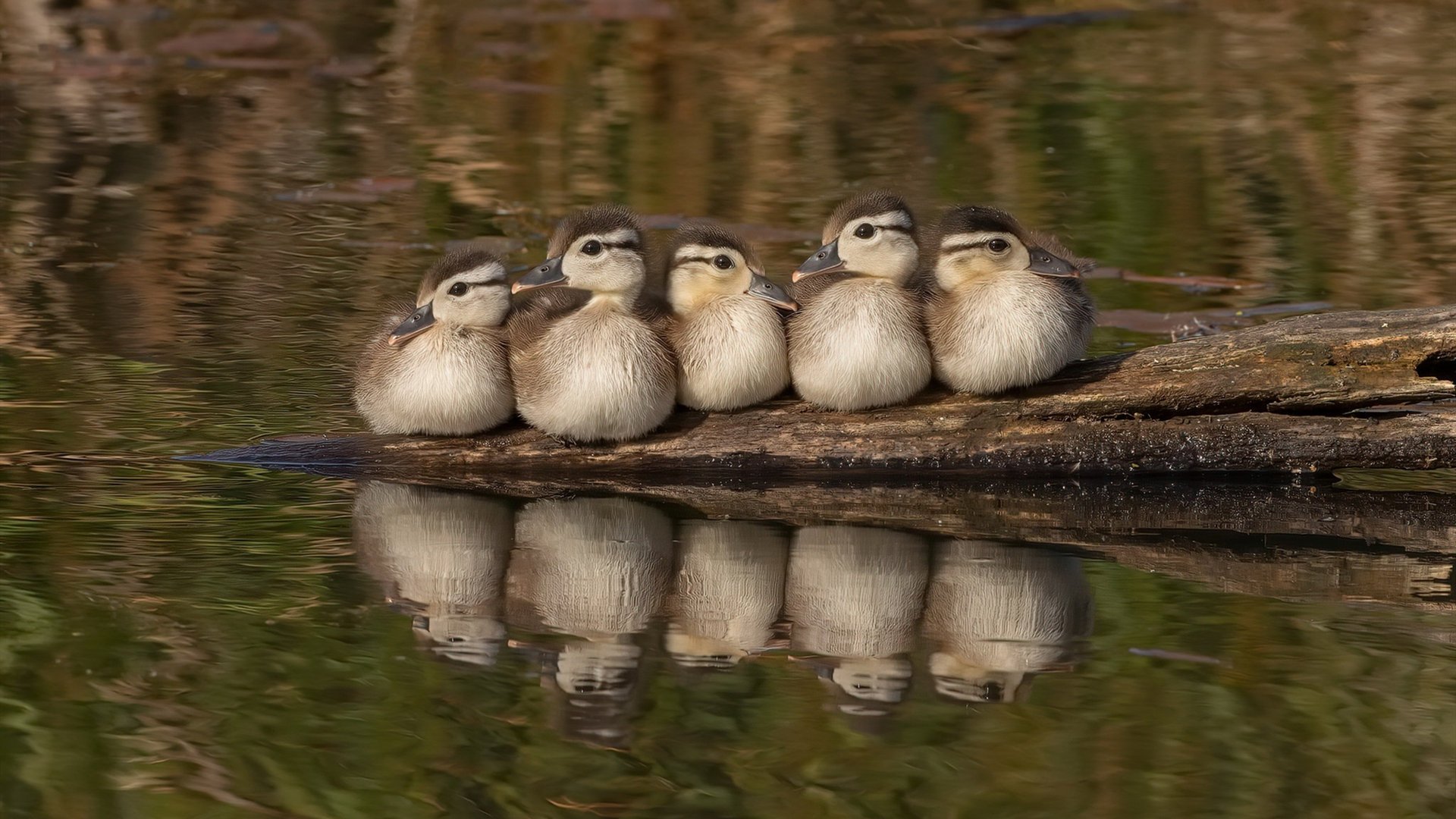 九游网页版官网-《大奖赛即将开启：全明星阵容耀眼登场》，全明星赛奖项
