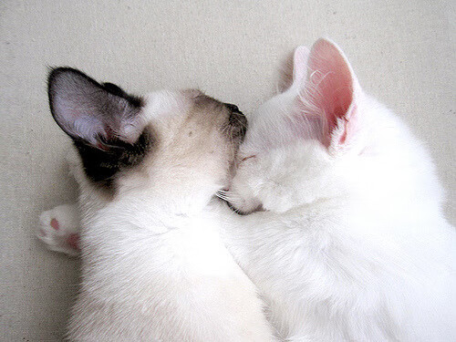 九游网页版官网-《电竞新规发布：行业规范促发展》，电竞条例