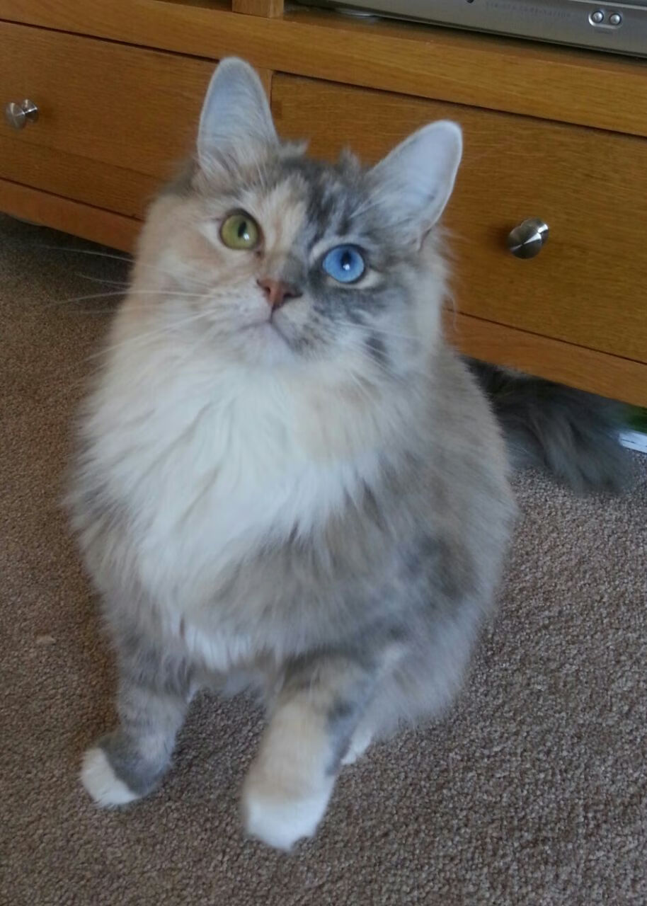 九游登录中心-中国足协与欧洲俱乐部合作，提升青训水平，中国足球 欧洲