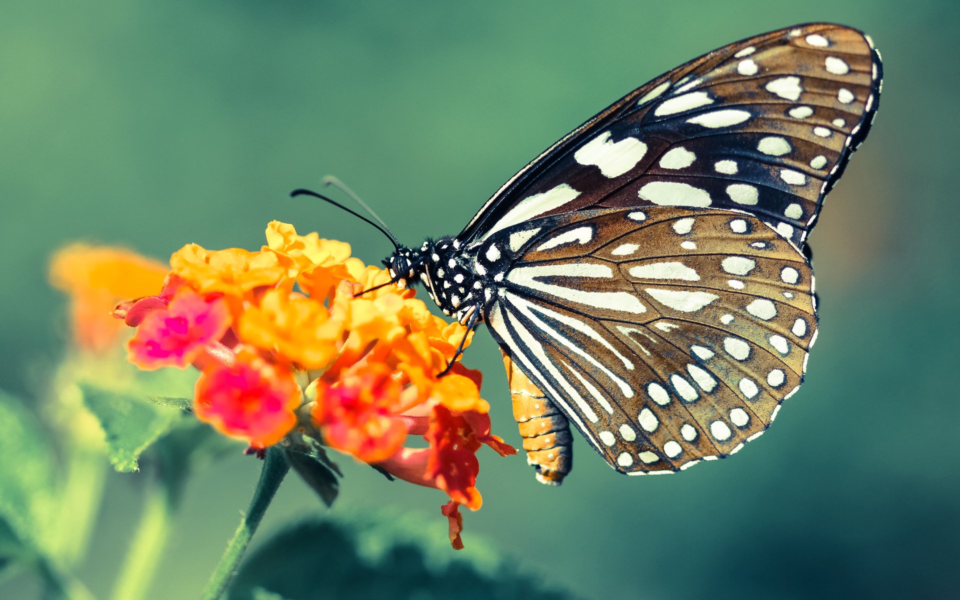 九游娱乐官网 (jiuyou)-在2015年季后赛火热的“水花”模式中,库里场均命中率高达45%以上,成为联盟最强远射手