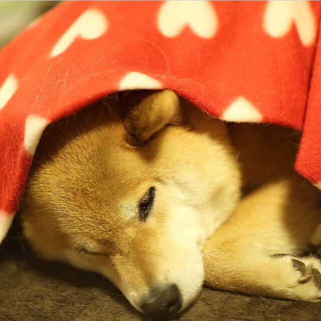 九游娱乐官网 (JIUYOU)-意甲比赛中，表现抢眼的球员频繁制造奇迹，意甲介绍