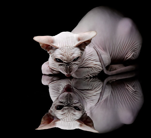 九游下载官网-意甲球队纷纷推出公益行动，彰显社会责任，意甲赞助