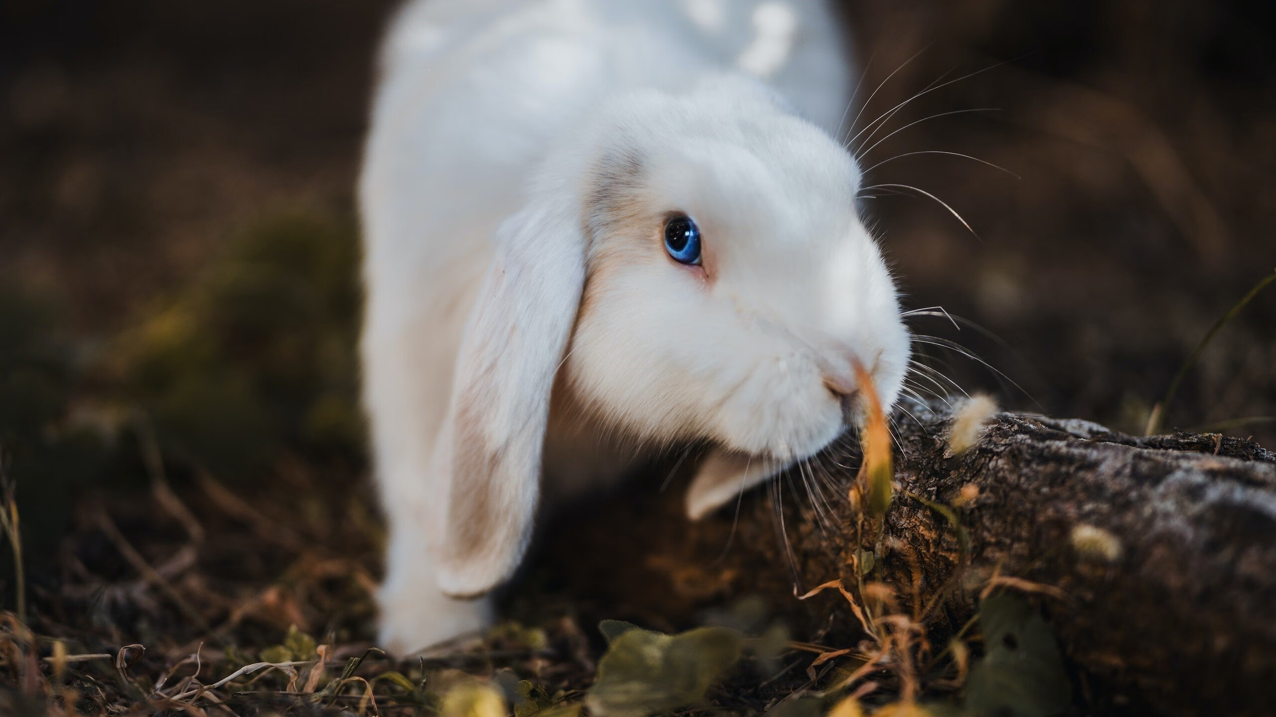 JiuyouAPP下载-意甲豪门调整阵容，迎接关键战役，意甲被降级的豪门俱乐部