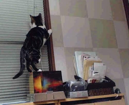 九游娱乐-磨坊节运动会:传统趣味运动再现