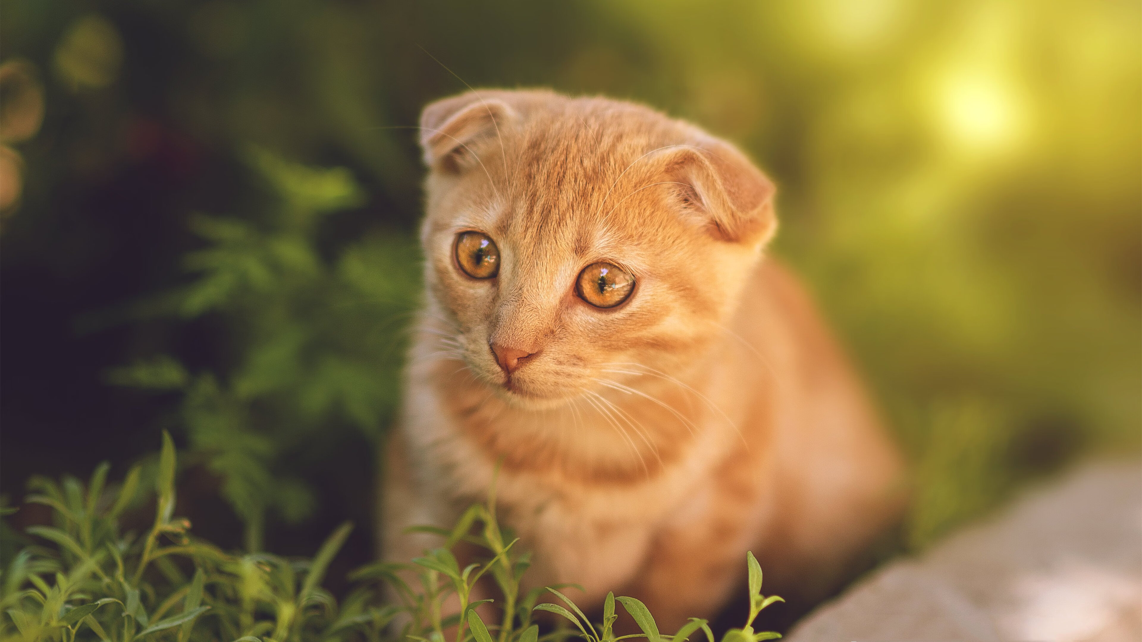 九游sports-冰岛不敌丹麦，欧洲国家联赛遭遇困境，欧洲杯冰岛队战绩