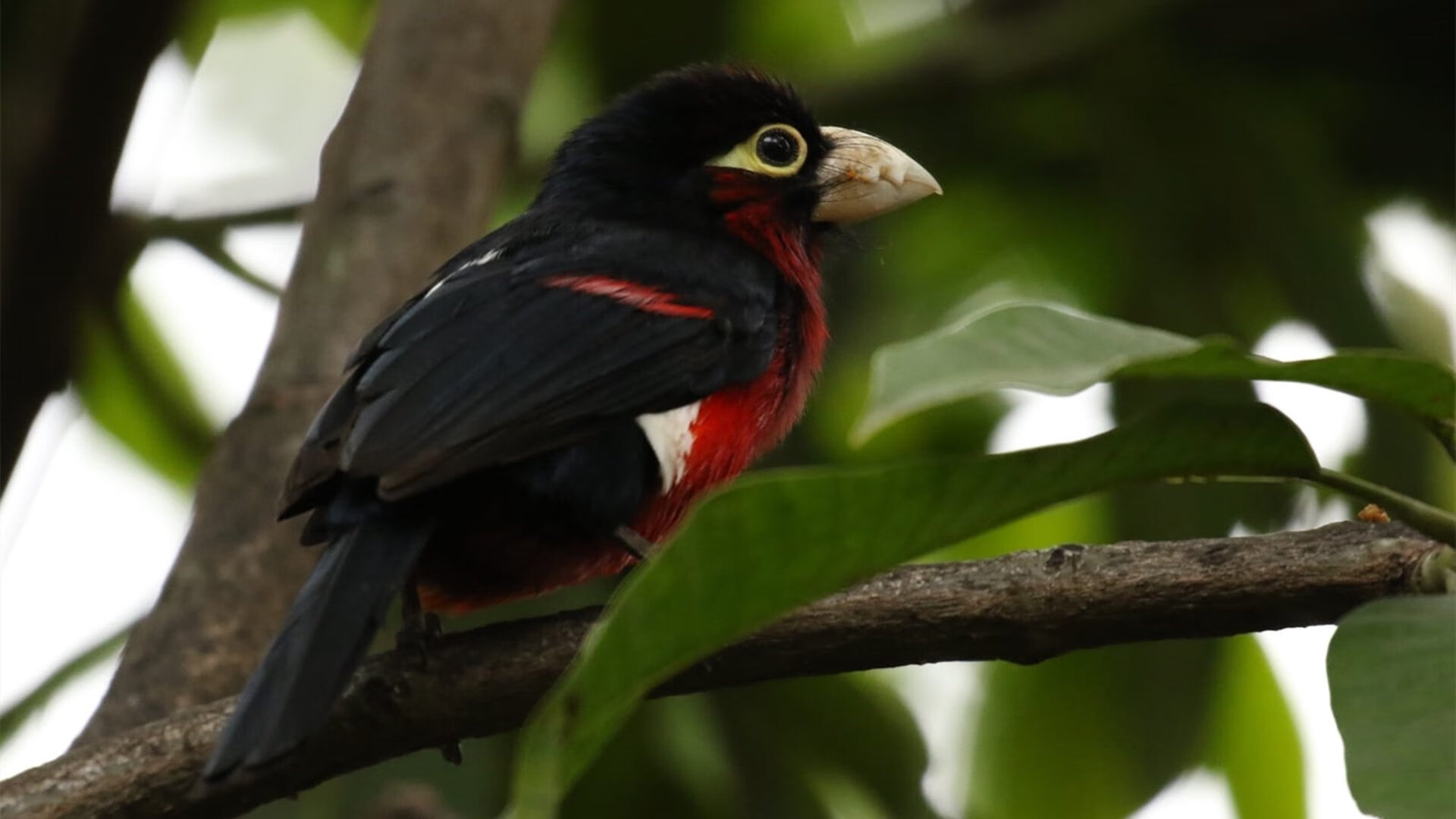 九游-南美舞台:巴西女足载誉挑战法国队,巴西女足比赛视频