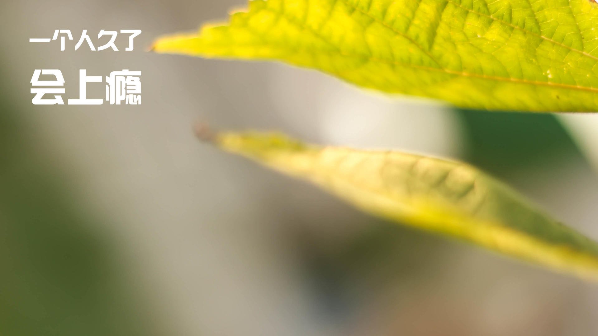 九游-猛龙队险胜！小胜对手晋级下一轮！，猛龙vs小牛第1节