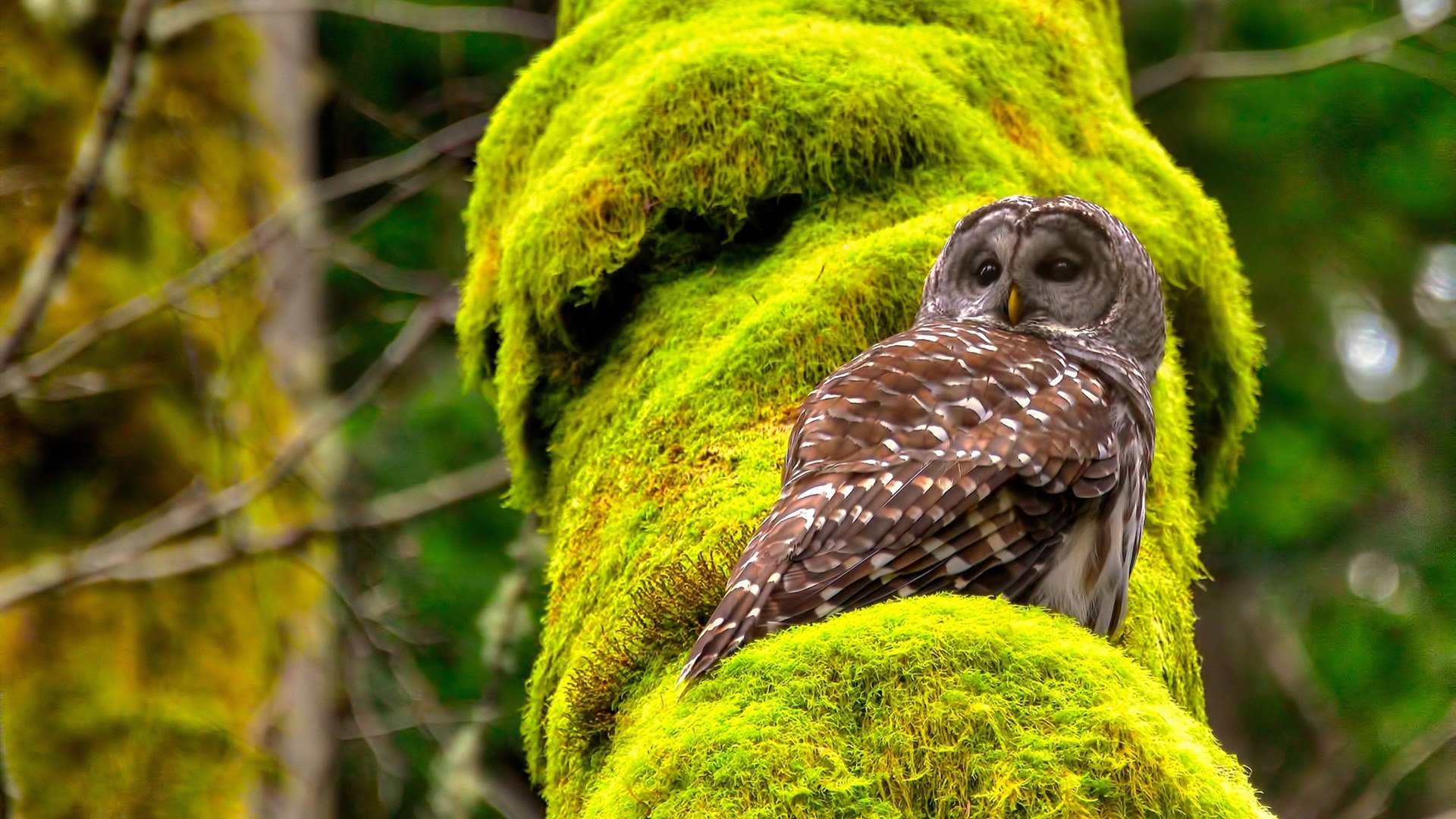 九游娱乐官网 (JIUYOU)-100米自选手转身动作速度对比，百米转机