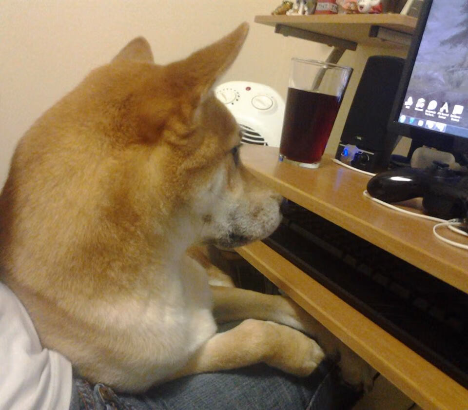 “萨尔·巴赫成为南非羚羊队的关键球员”