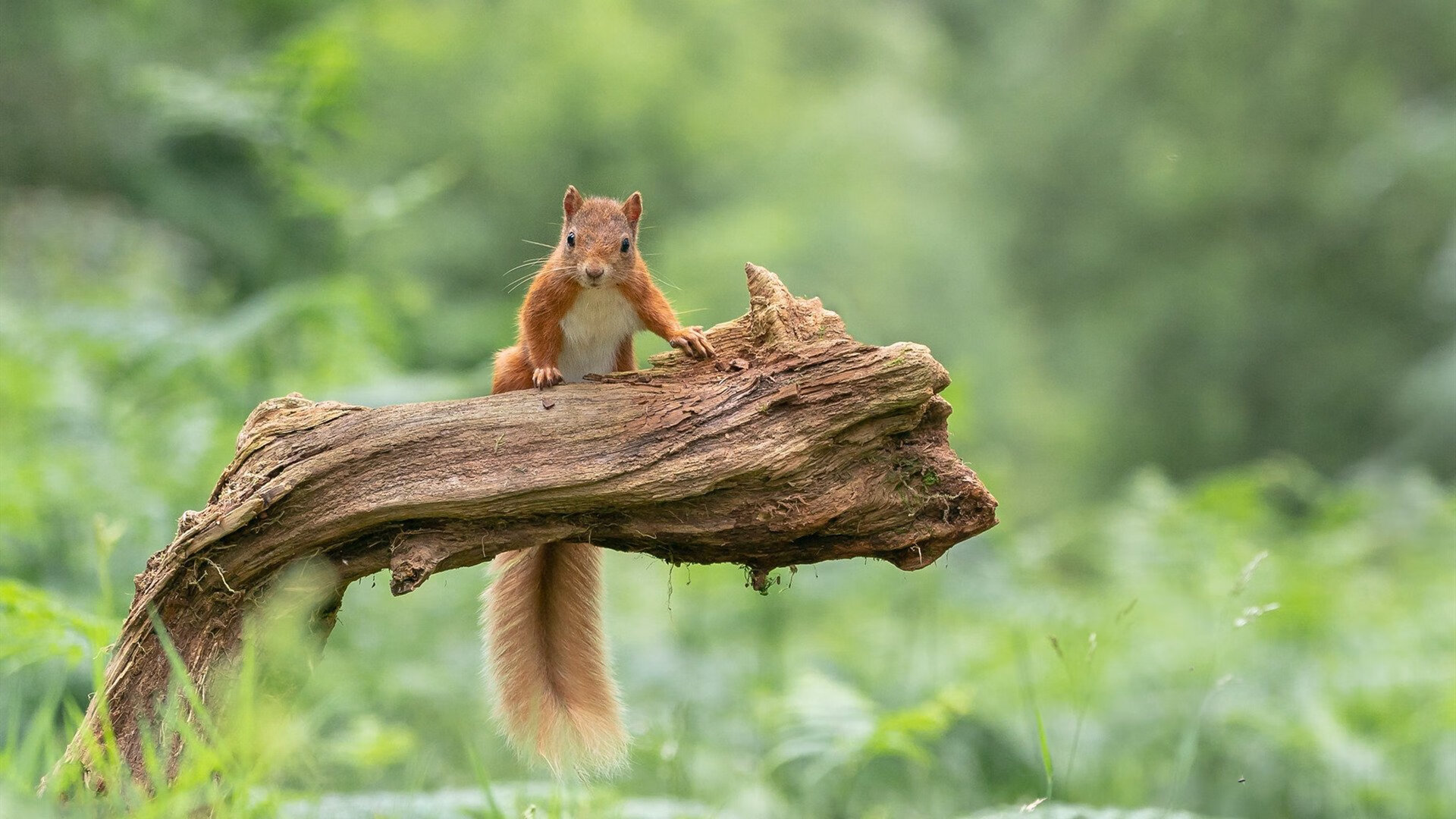 九游网游官网-仰泳赛道瑞士选手节奏精准，仰泳纪录