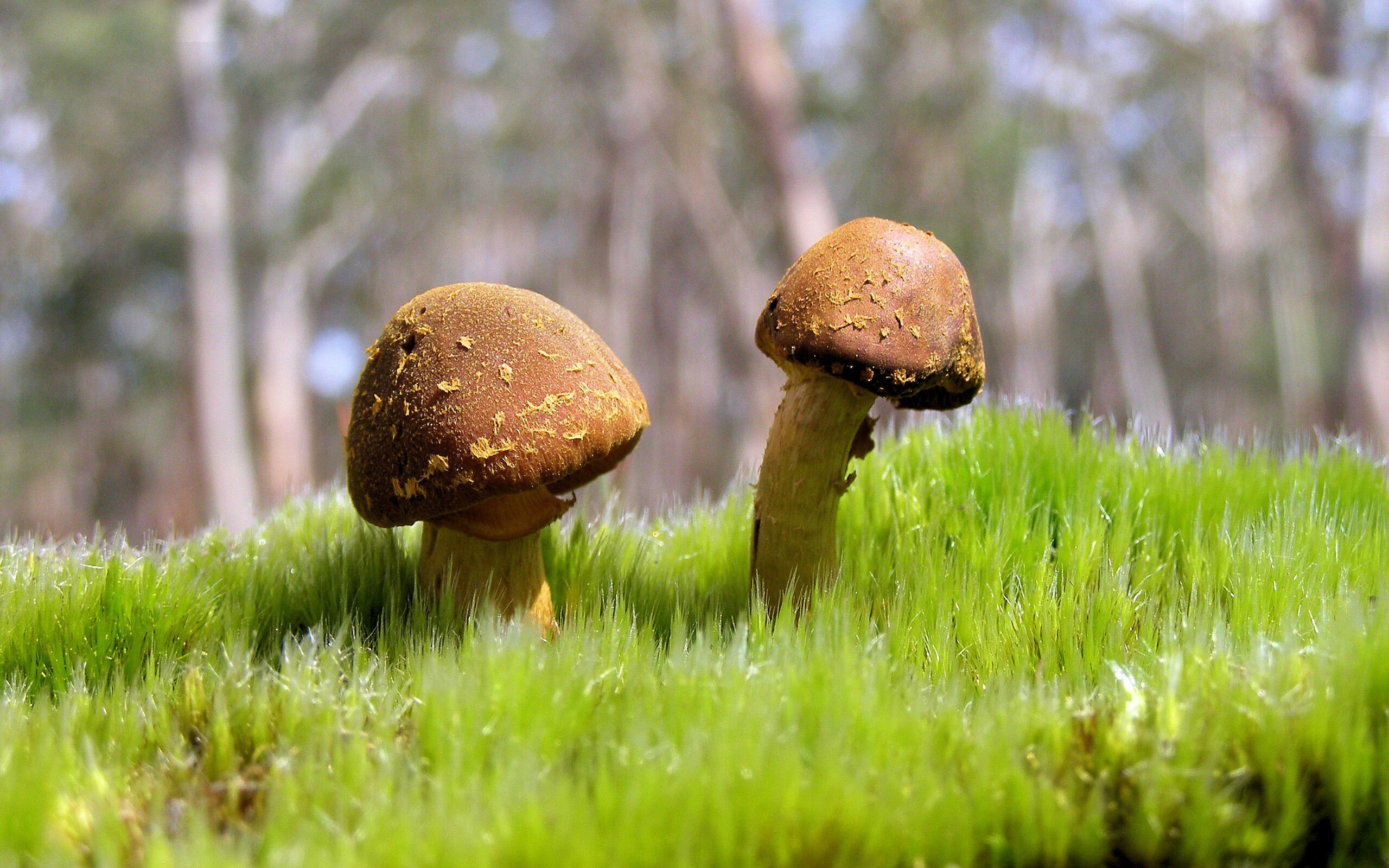 九游网游官网-仰泳赛道瑞士选手节奏精准,仰泳纪录