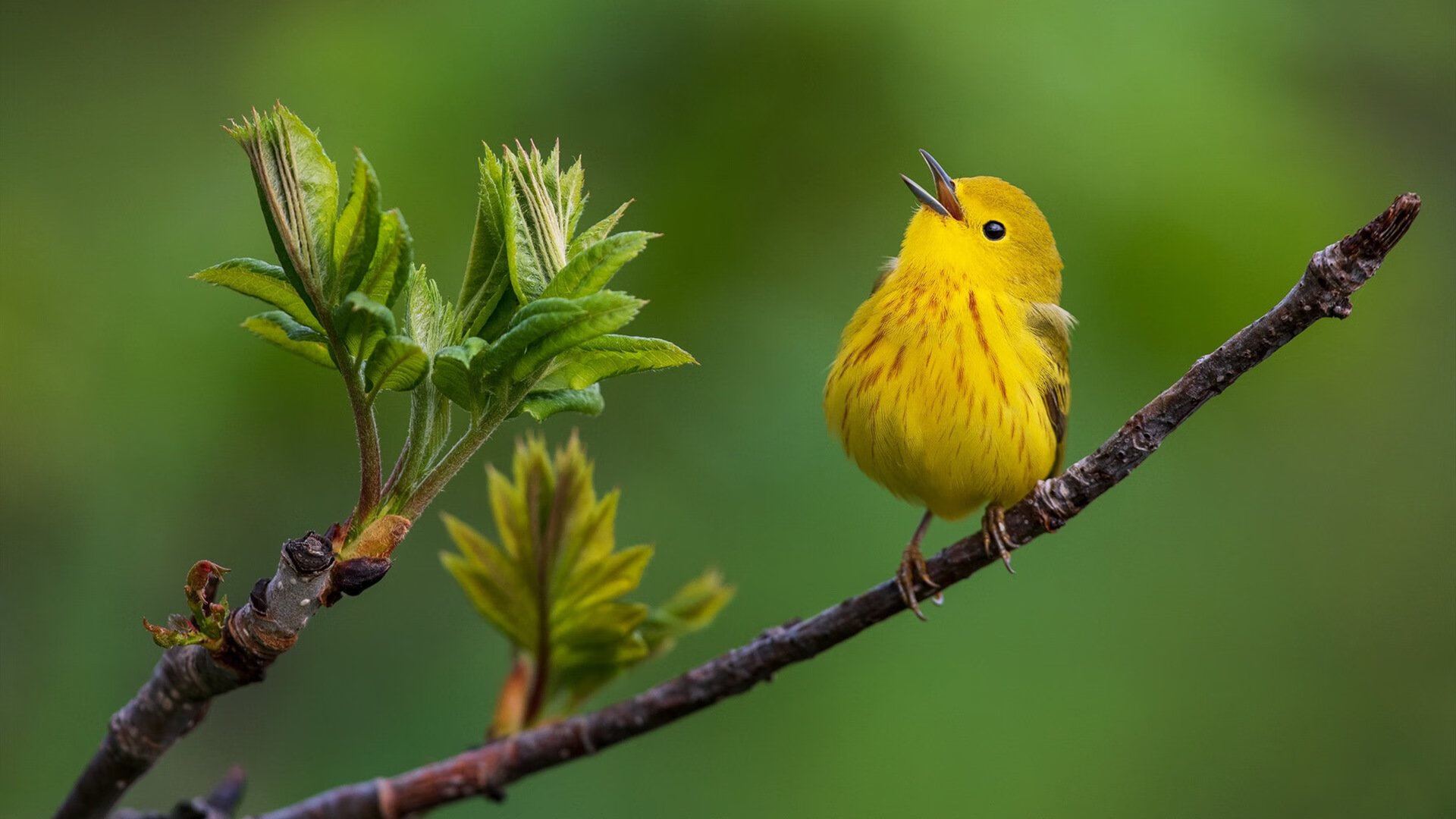 JIUYOU GAMING-勇士球员尝试瑜伽训练改善核心力量，勇士训练短袖