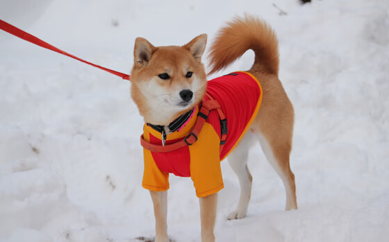 九游下载中心-卢森堡男篮在欧洲预赛中表现出色,冲击奥运门票