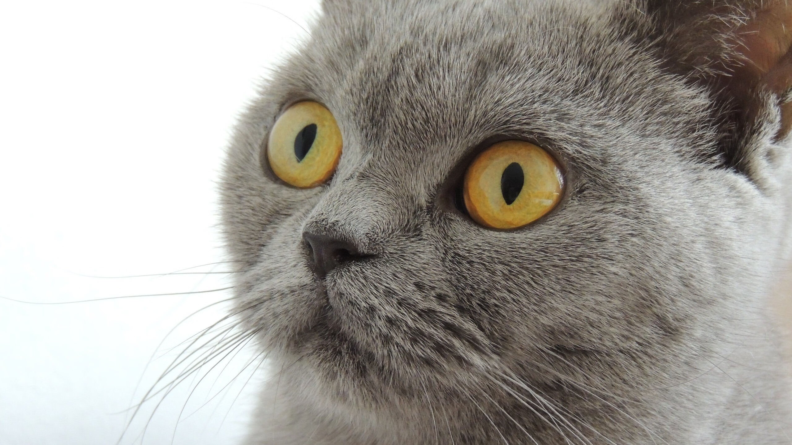 九游下载安装-澳大利亚队赛场表现引爆现场气氛，澳大利亚队的比赛