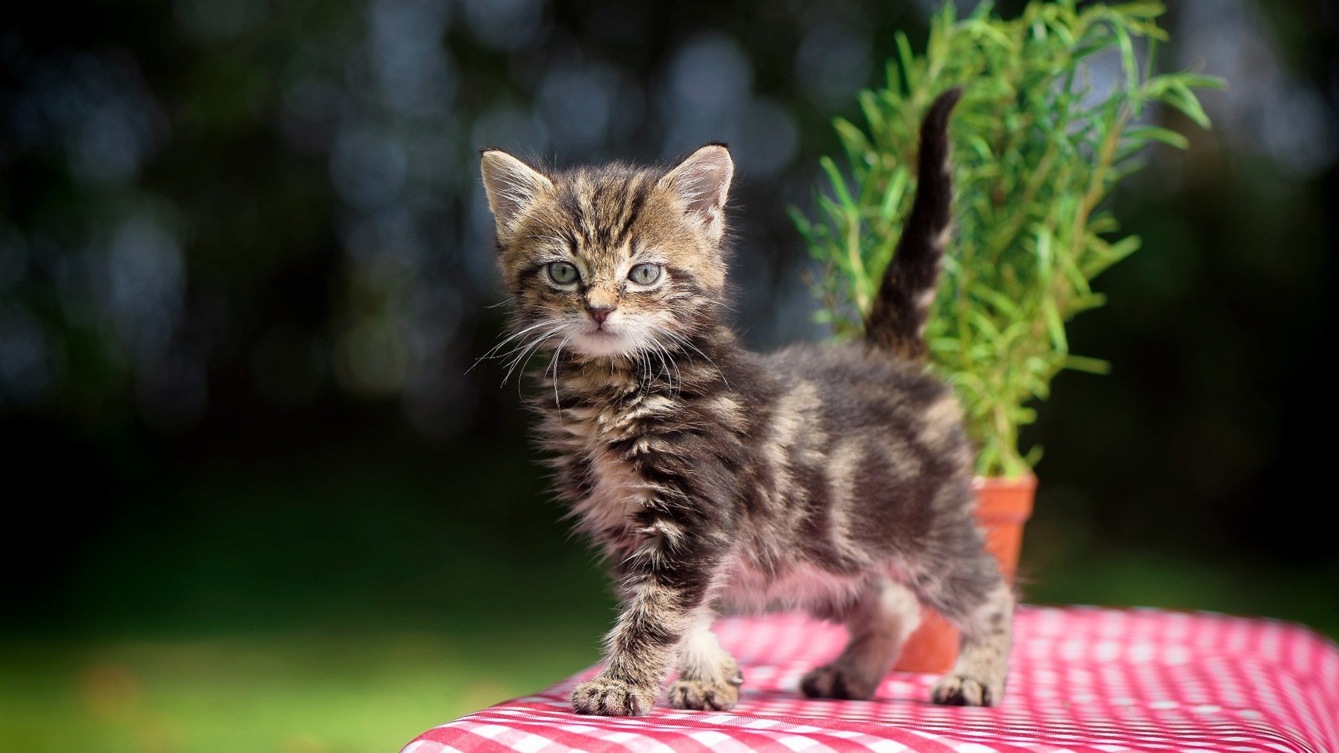 九游网-篮球赛事推广平台搭建提升赛事影响力和社会关注度，篮球项目推广方案