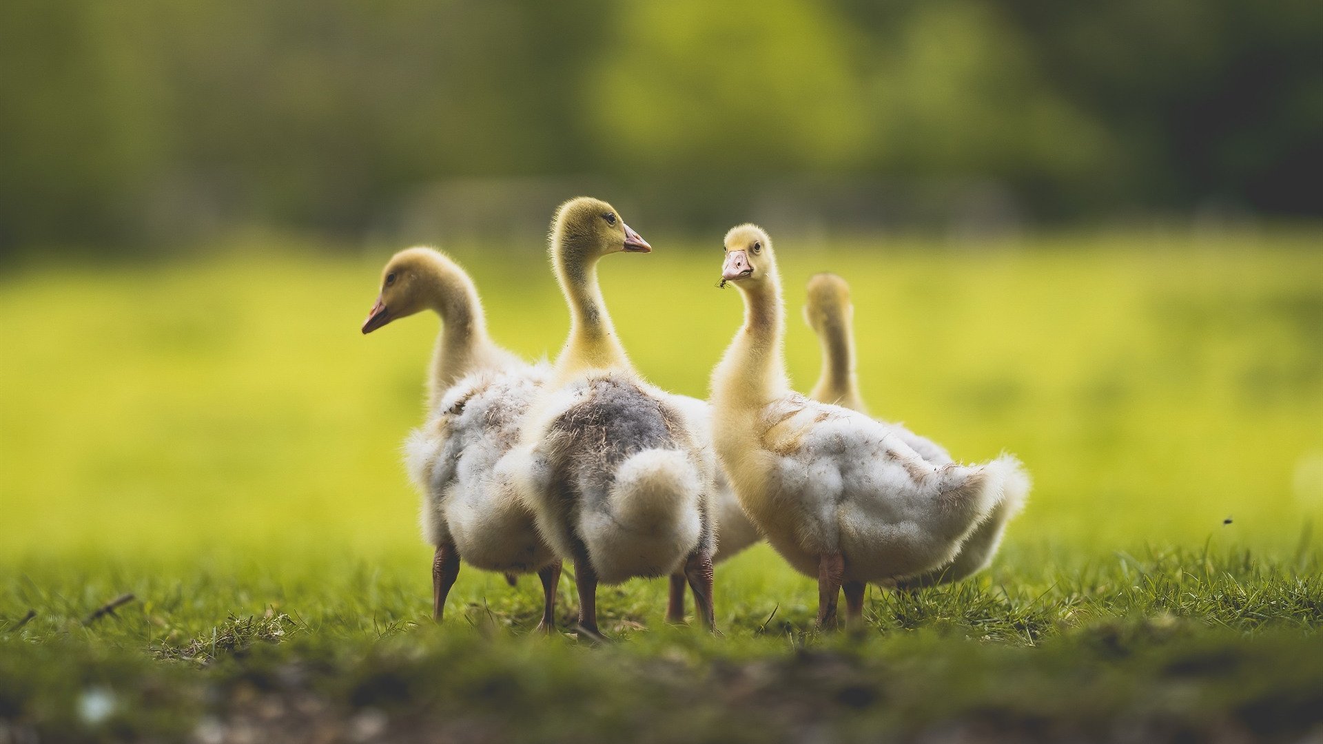 九游APP官网-英超冠军争夺战：悬念持续升温！，英超夺冠规则